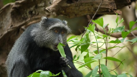 Blätter-Imbiss, Lake Manyara