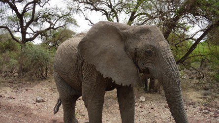 Gegenverkehr auf der Piste, Lake Manyara