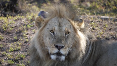 Ein fescher Bursche, Serengeti