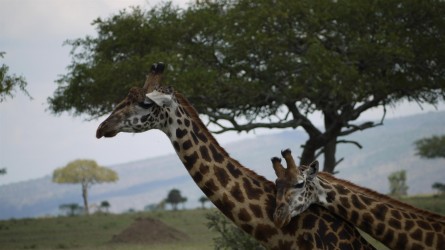 Giraffen-Kuscheln, Serengeti
