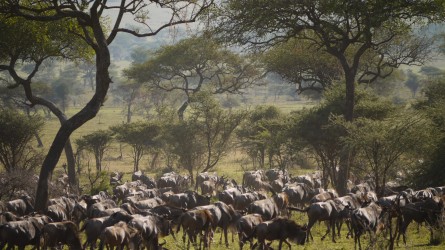 Gnus, Serengeti