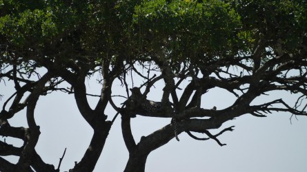Leopard am Baum, Serengeti