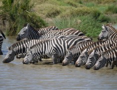 Wasserstelle, Serengeti