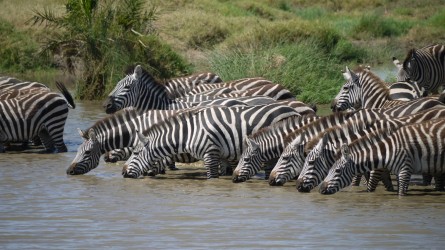Wasserstelle, Serengeti