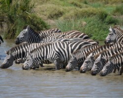 Wasserstelle, Serengeti