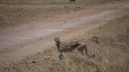 Gepard, Ngorongoro Krater