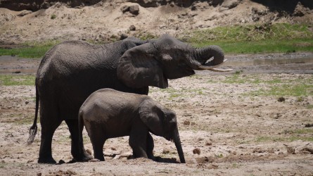 Wasserlöcher, Tarangire