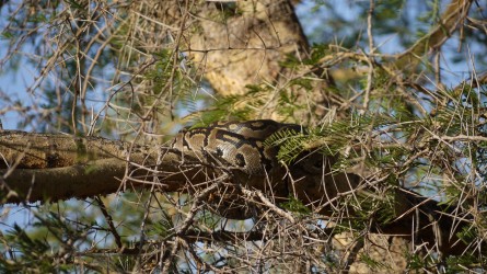 Phyton am Baum, Tarangire