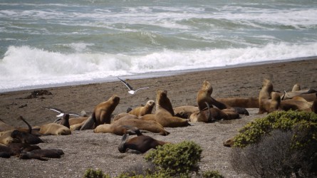 Robben auf der Peninsula Valdez
