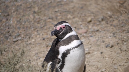 Pinguin, Peninsula Valdez