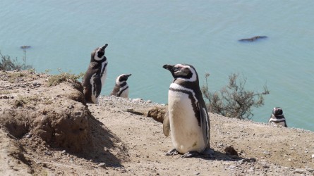 Pinguintreffen, Peninsula Valdez