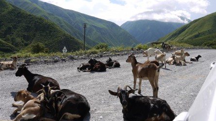 Vierbeinige Straßennutzer, Quebrada del Toro