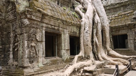 Urwaldtempel Ta Prohm, Angkor Thom