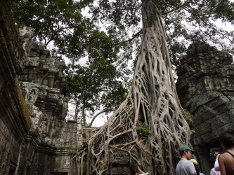 Urwaldtempel Ta Prohm, Angkor Thom