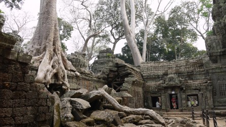 Urwaldtempel Ta Prohm, Angkor Thom
