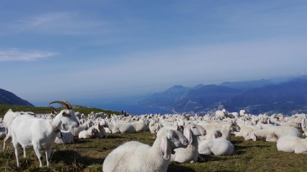 Am Monte Baldo
