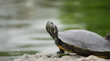 Fukushuen · Chinese Style Garden
