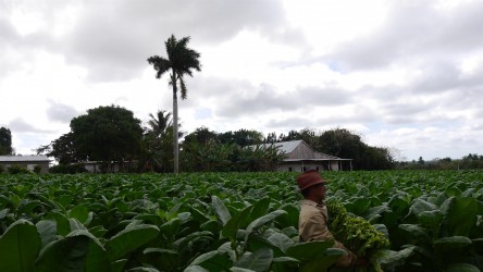 Tabakfarm Finca Montesino