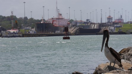 Pelikan vor den Aqua Clara Schleusen