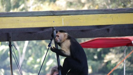 Besuch von Kapuzineraffen, Gatún See