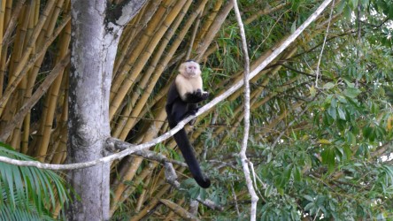 Kapuzineraffen, Gatún See