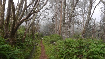 Wanderung Levada do Moinho - Mühlenlevada