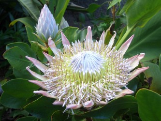 Blütenpracht beim Info Center