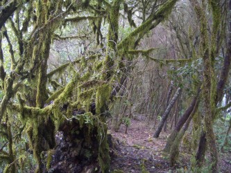 Parque Nacional de Garajonay