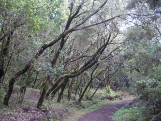 Bosque del Cedro, Parque Nacional de Garajonay