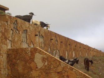 Zaungäste am Weg nach Vallehermosa