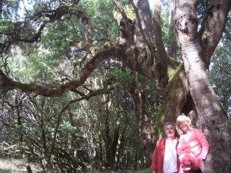 Wandern im Parque Nacional de Garajonay