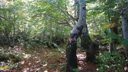 Durch den Wald zum Bojin kuk