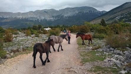 Wildpferde, Veliko Rujno