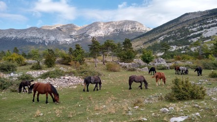 Wildpferde, Veliko Rujno