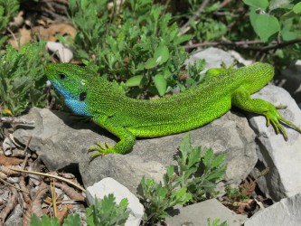 Ein Bewohner der Mala Paklenica - © Detlef