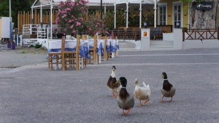 Salzwasser-Enten in Plaka Leonidion