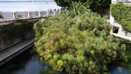 Papyrus im Arethusa Brunnen, Siracusa