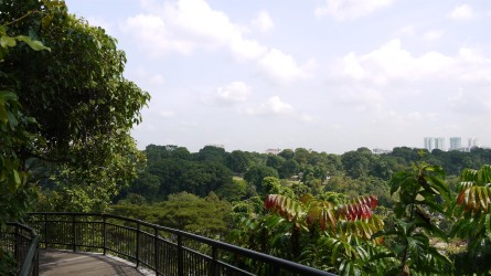 Canopy Walk, Southern Ridges