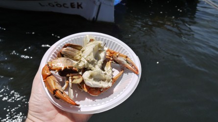 Fangfrische Krabben, Turtle Beach