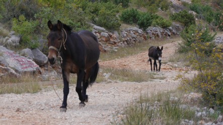 Gegenverkehr am Wanderweg