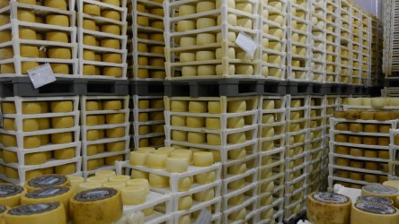 Käserei Gligora, Kolan, Pag