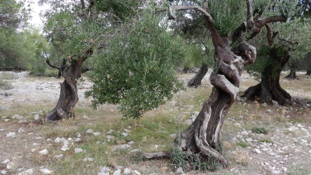 Alter Olivenhain, Lun, Otok Pag