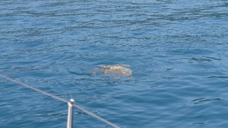 Wasserschildkröte in der Bucht von Marmaris