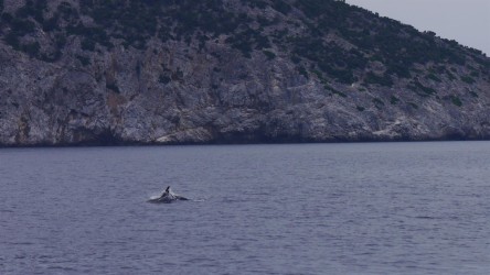 Delfine begleiten uns ein Stück