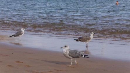 Playa de Las Teresitas