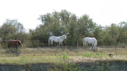 Weiße Pferde am Weg nach Aigues Mortes
