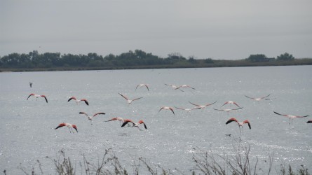 Flamingos, Maguelone