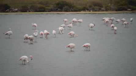 Flamingos am Weg nach Mèze