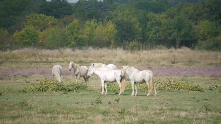 Weiße Pferde am Weg nach Port Cassafières