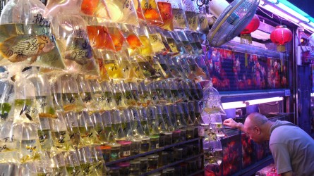 Gold Fish Market, Mongkok Kowloon